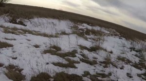 Охота на зайца с Дратхааром.2020