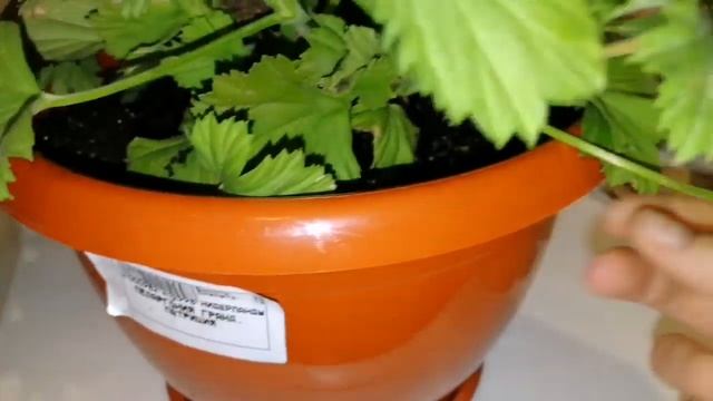 ЭКСТРЕННАЯ ПЕРЕСАДКА королевской пеларгонии смотреть онлайн