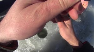 Ловля нельмы,сига,чира,форели на комерческих водоемах,платниках,Подмосковья