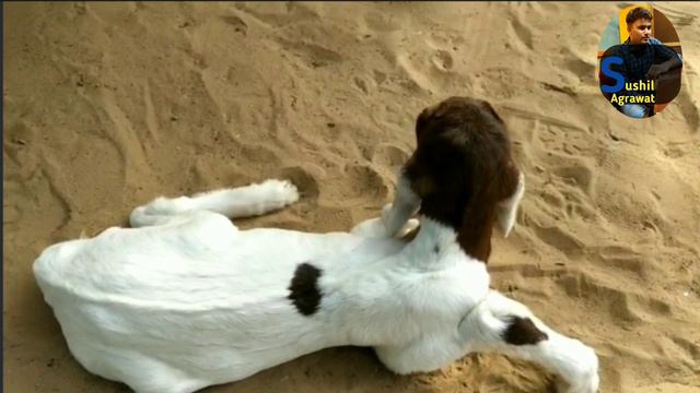 बकरी के बच्चे का खड़ा नहीं हो पाना, अन्धा हॊ जाना !! смотреть онлайн