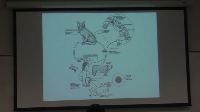 Amir Toxoplasma gondii смотреть онлайн