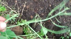 Чем подкормить певчих птиц во время линьки.