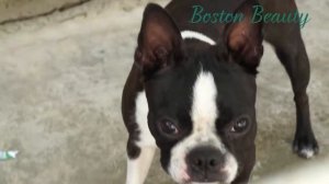 Питомник "Boston Beauty". Бостон Терьеры