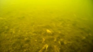 Раки. Охота на раков под водой.