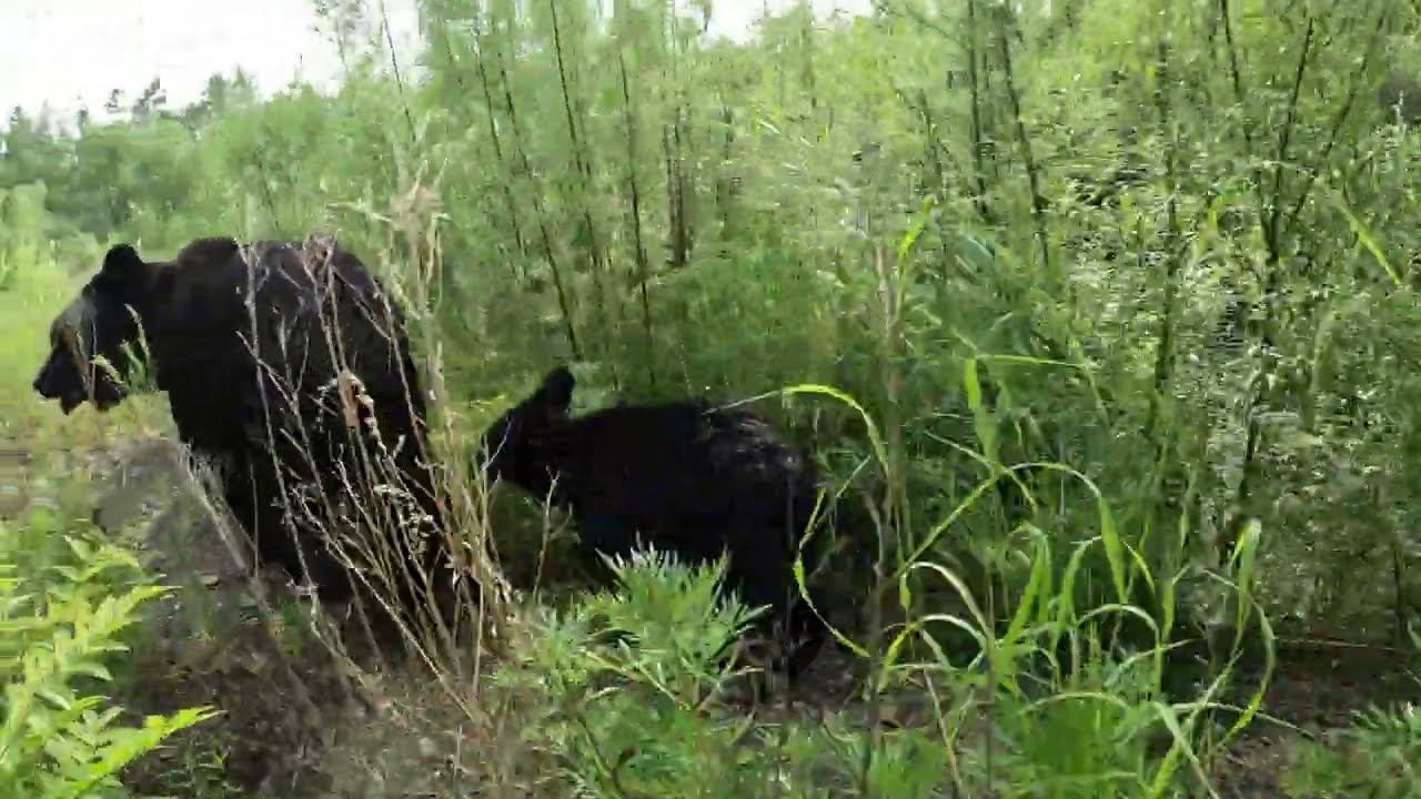 Медвежонок заинтересовался цветочками.