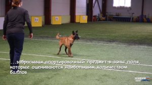 DogsHall. Веселые старты для собак