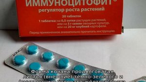 Черные точки на пекинской капусте