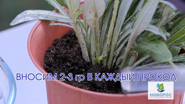 Гидрогель для растений смотреть онлайн