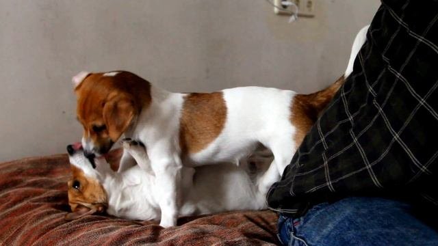 КАК ВЕДУТ  СЕБЯ ДЖЕК РАССЕЛ ТЕРЬЕР КОГДА ТЫ ИХ 