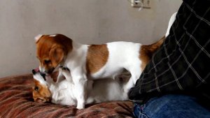 КАК ВЕДУТ  СЕБЯ ДЖЕК РАССЕЛ ТЕРЬЕР КОГДА ТЫ ИХ "ТИПА НЕ ВИДИШЬ"))    Jack Russell Terrier