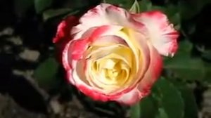 Rose Double Delight (Двойное Удовольствие роза)