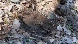 Коп по старине 2021.  Нашли перстень 84 пробы