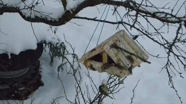 С добрым зимним утром Синички. Кормушка своими руками. смотреть онлайн