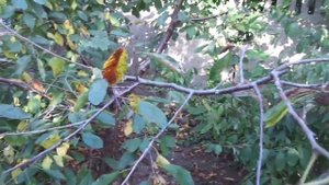 Гнезда гусениц на деревьях, чем их? Как ветром сдуло через сутки!