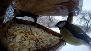 Птицы в кормушке