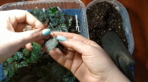 Бегонии: когда отсаживать детку