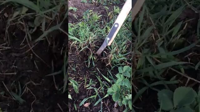 Как быстро прополоть клубнику. Часть 2 смотреть онлайн