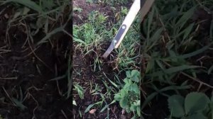 Как быстро прополоть клубнику. Часть 2