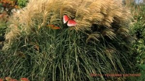 Мискантус китайский Грациелла ? обзор: как сажать, саженцы мискантуса Грациелла