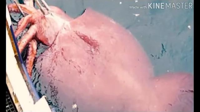 10 самых страшных подводных обитателей
