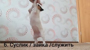Таффи выполняет команды | 2-х месячный щенок джек-рассел-терьера |