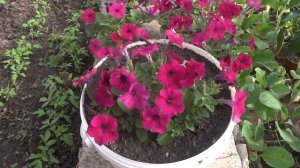 Петуния ампельная  Шок вейв.