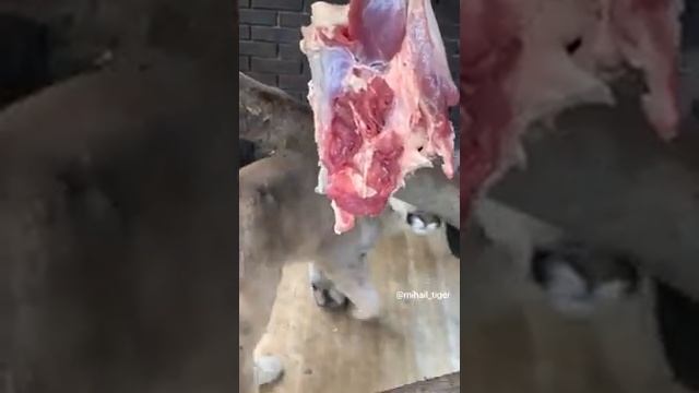 ЧТО ЗА ЖИВОТНОЕ? #Shorts