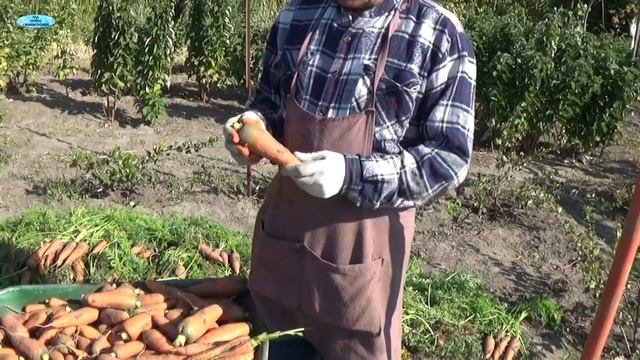 ХРАНЕНИЕ МОРКОВИ-САМЫЕ ВАЖНЫЕ МОМЕНТЫ, КАК СОХРАНИТЬ МОРКОВЬ. смотреть онлайн