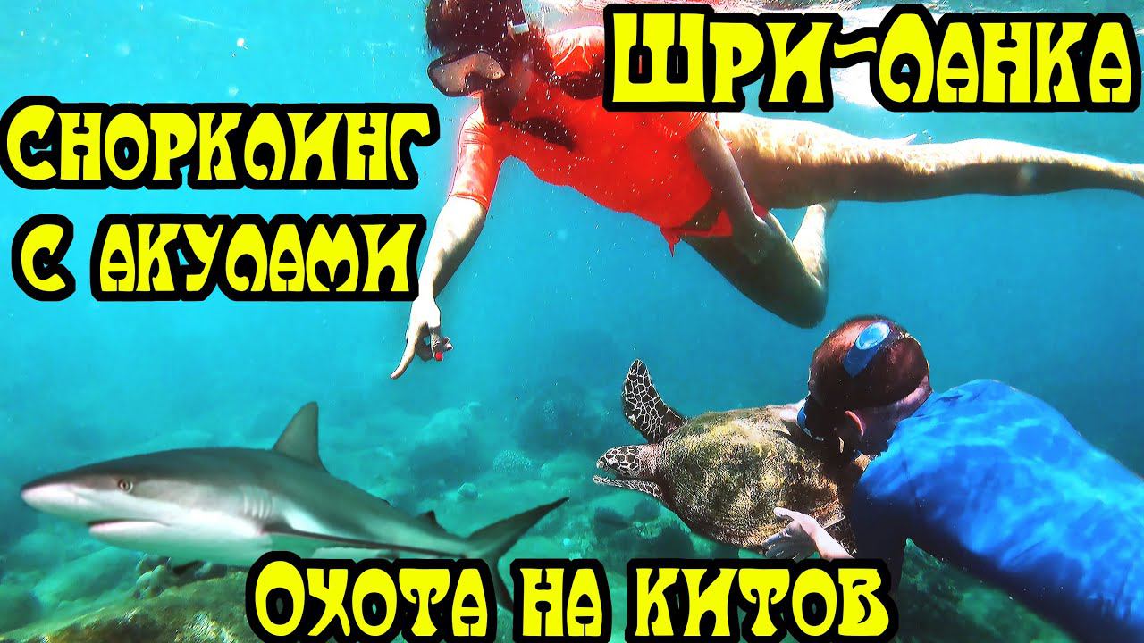 Шри Ланка. Часть 5. Тринкомали. Храм Конешварам. Снорклинг на Острове Пиджеон с акулами и черепахами смотреть онлайн