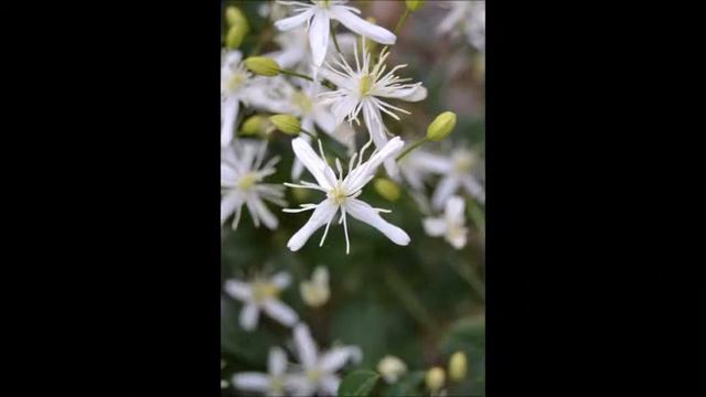 Salvador Boix B53, Vidiella, Clematis flammula смотреть онлайн