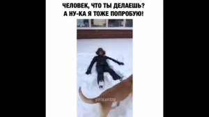 ПрИкОлЫ , УгАр , СмЕх , До СлЕз ,  БЕЗ МАТА