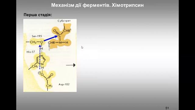 15. Механізми дії протеаз, глікозидаз та рибонуклеаз. Кінетика ферментативного каталізу смотреть онлайн