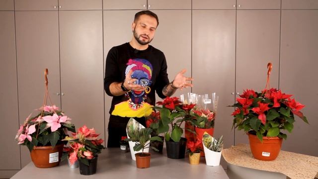 РОЖДЕСТВЕНСКАЯ ПУАНСЕТТИЯ | Советы от Ильи Гомыранова