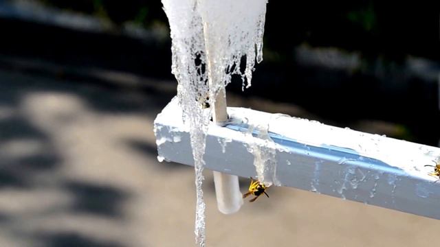 Футаж. Осы смотреть онлайн