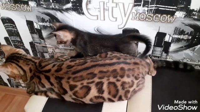 АБИССИНСКИЕ КОТЯТА ОТ БЕНГАЛЬСКОЙ КОШКИ смотреть онлайн