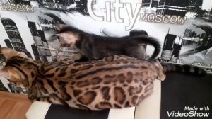 АБИССИНСКИЕ КОТЯТА ОТ БЕНГАЛЬСКОЙ КОШКИ