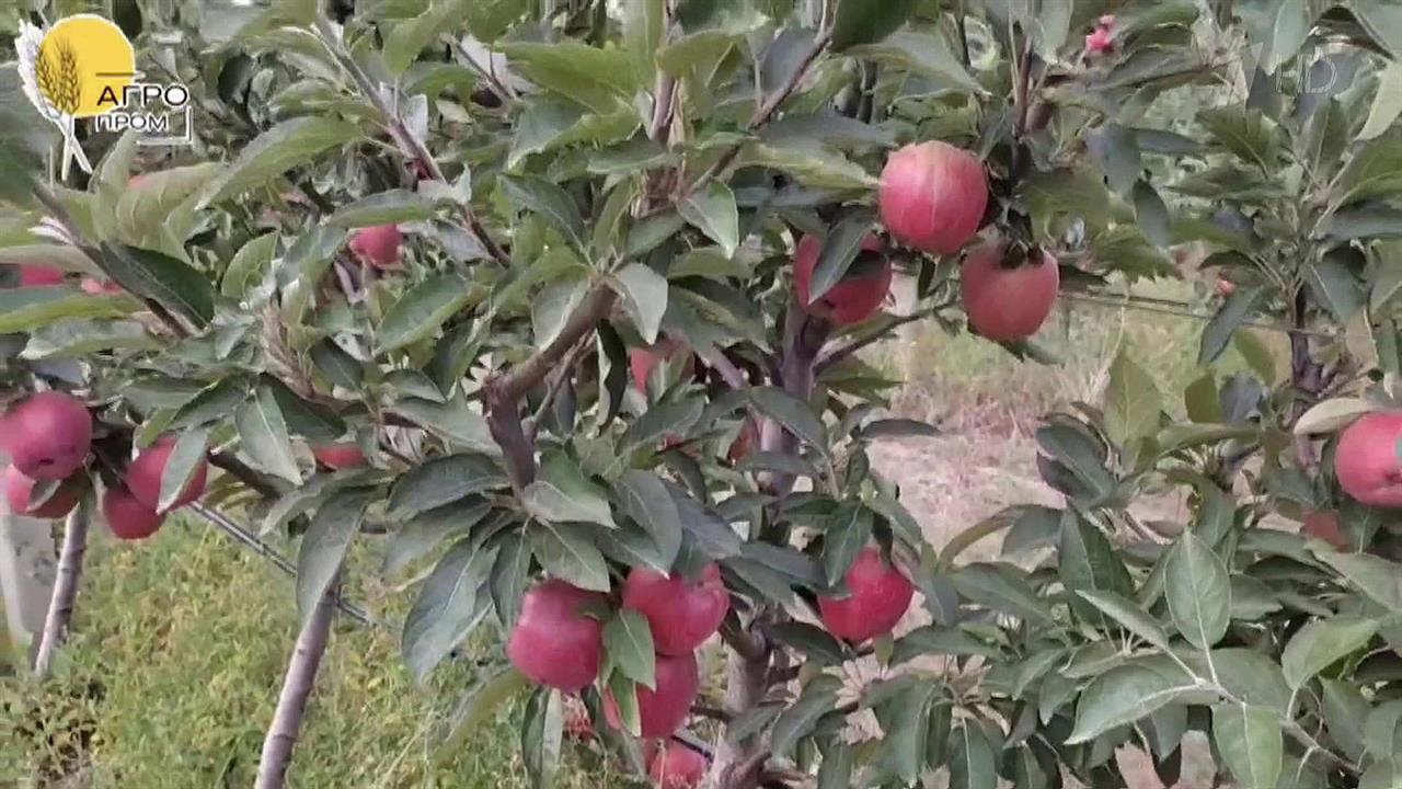 ДНР практически полностью обеспечивает себя основными видами сельхозпродукции
