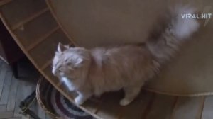 Кот в колесе Приколы с животными Быстры кот 2016