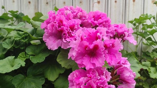 Обзор Королевские пеларгонии, Сорта. Цветение на 30 апреля. Часть1 . Тюмень смотреть онлайн