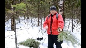 как связать пихтовый веник для бани