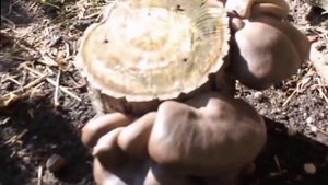 Выращивание вешенки на пеньках (Часть 2) РЕЗУЛЬТАТ.