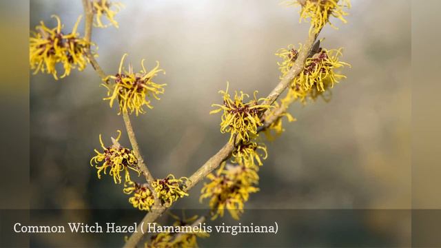 30 Best Shrubs For Shade 🛋️ смотреть онлайн