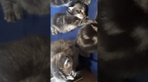 Наши котятки🐈⬛ папа мейн кун , мама британская