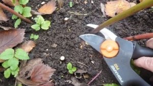 Пион Джулия Роуз (Paeonia Itoh Julia Rose)