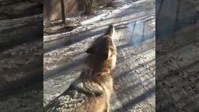 Волчий вой // Как волк Февраль вызывает весну