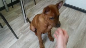 Собака мечты! Тайский Риджбек Щенок 3 месяца!