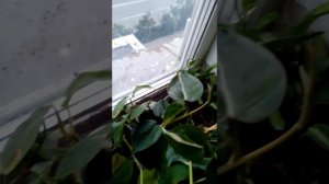 объявление для Авито о продаже комнатных растений