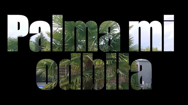 Palm Garden, jedziemy na zakupy POLECAM ! смотреть онлайн