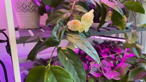 Хойя Danumensis! Самое красивое цветение моей коллекции! Подарок на медовый спас!