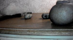 Котик из черного капрона.Часть 2. Подробный мастер класс. Cat Part 2. A detailed master class .